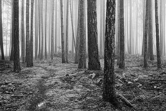Gabriola Island Forest Number 162