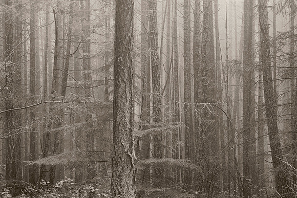 Gabriola Island Forest Number 163