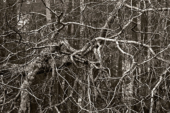 Gabriola Island Forest Number 118