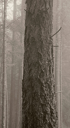 Gabriola Island Forest Number 164