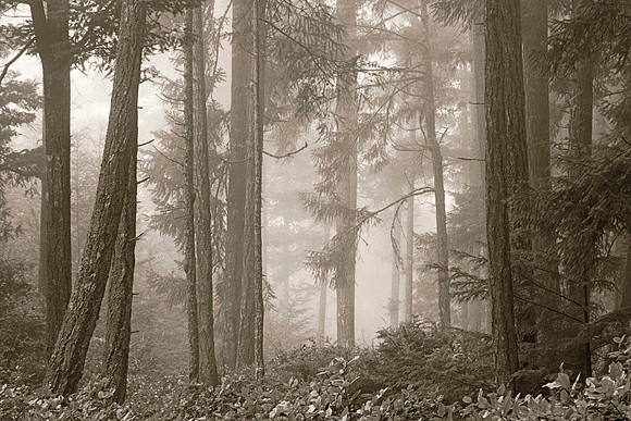 Gabriola Island Forest Number 165