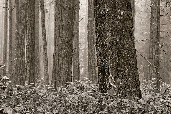 Gabriola Island Forest Number 166