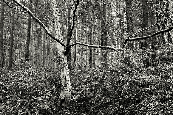 Gabriola Island Forest Number 50