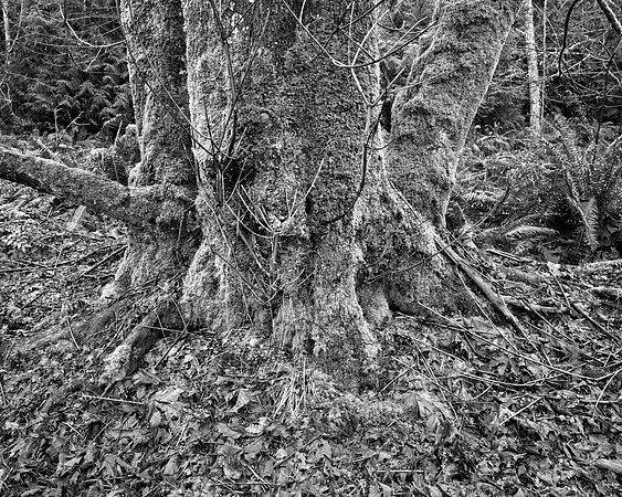 Gabriola Island Forest Number 73