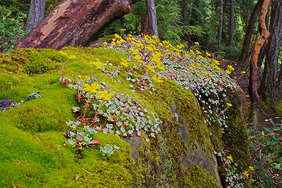 Gabriola Island Forest Number 14