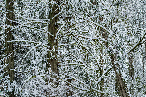 Gabriola Island Forest Number 131