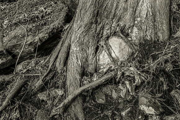 Gabriola Island Forest Number 92