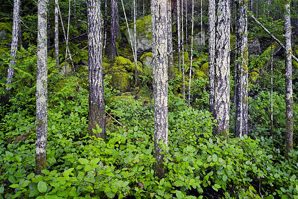 Gabriola Island Forest Number 171