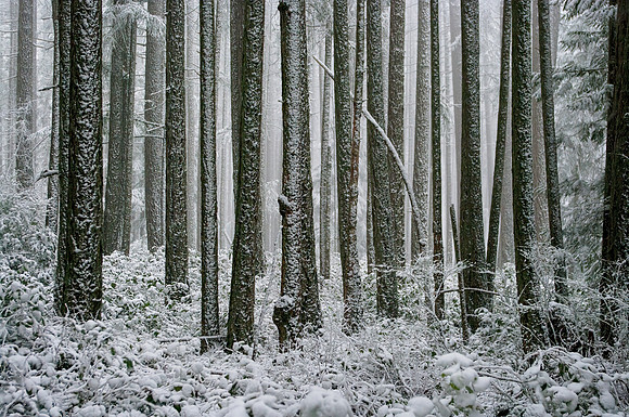Gabriola Island Forest Number 127