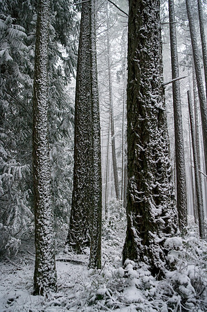 Gabriola Island Forest Number 128
