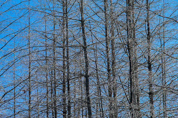 Gabriola Island Forest Number 136