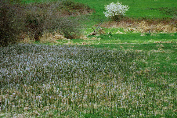 Meadow, Gabriola Island, 2011
