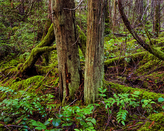 Gabriola Island Forest Number 177