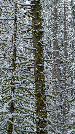 Gabriola Island Forest Number 132