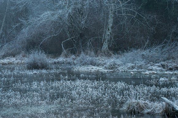 Frosty Pond