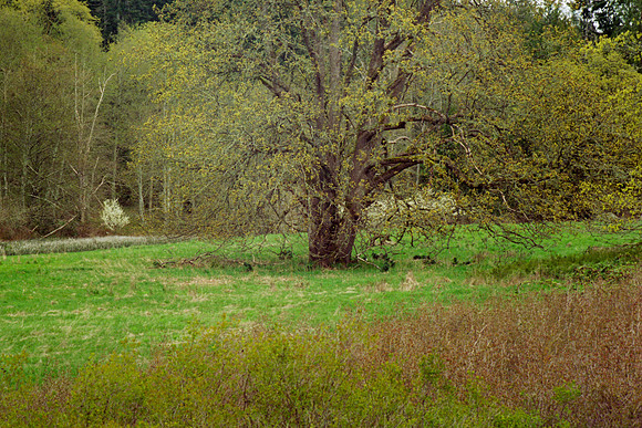 Big Leaf Maple in Meadow, Gabriola Island