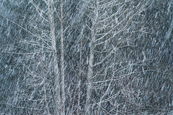 Gabriola Island Forest Number 129
